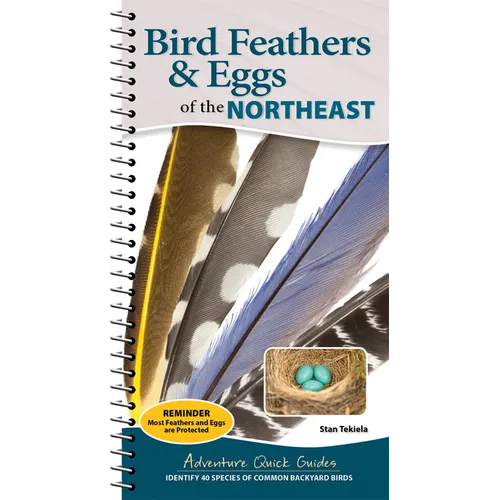 Bird Feathers & Eggs of the Northeast: Identify 40 Species of Common Backyard Birds