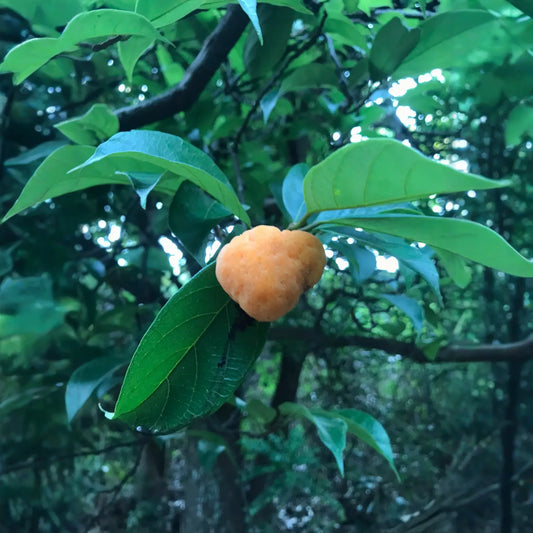 Kwai Muk (Artocarpus hypargyraeus)