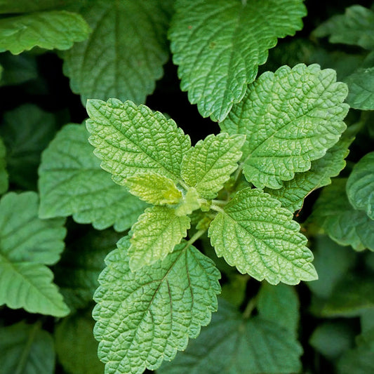 Lemon Balm (Melissa officinalis)