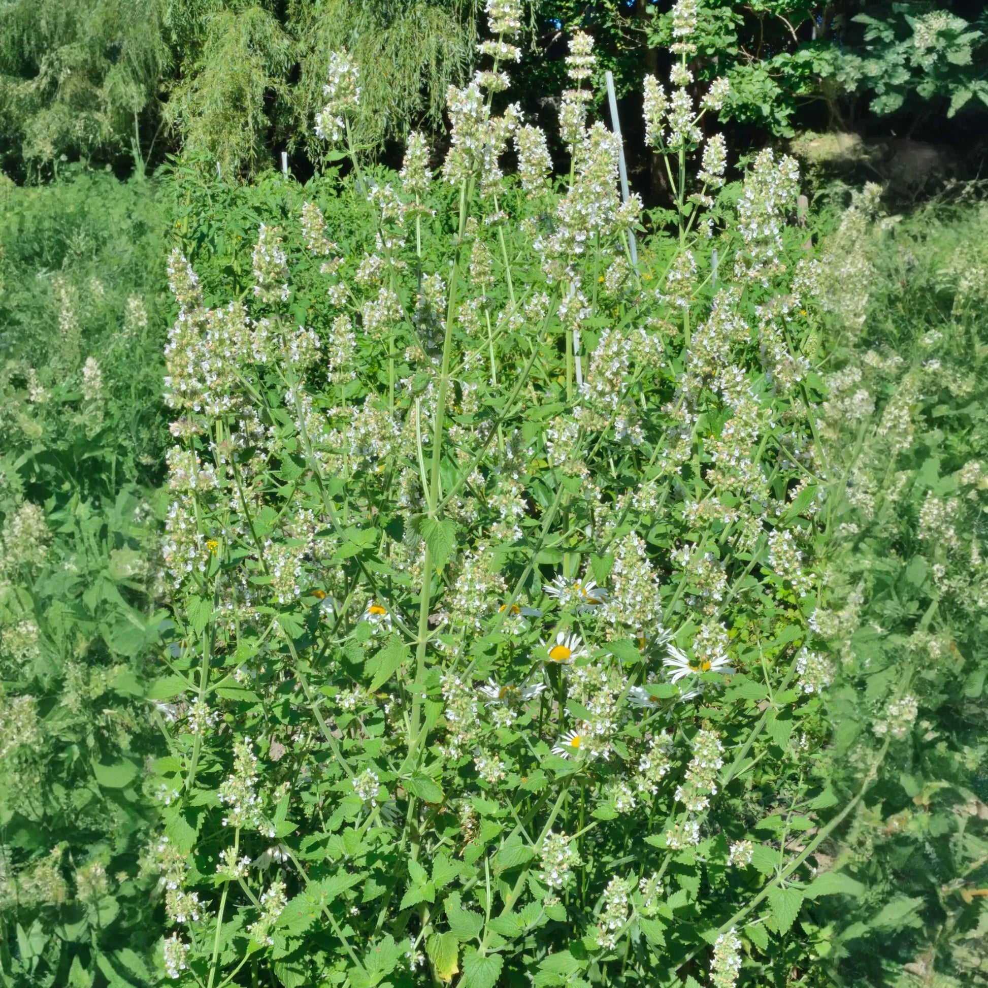 Lemon Balm (Melissa officinalis)