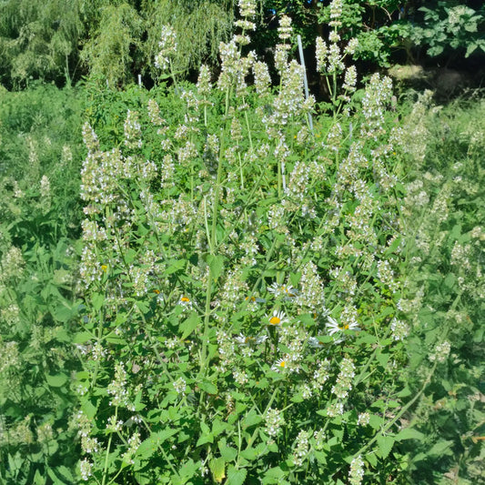 Lemon Balm (Melissa officinalis)