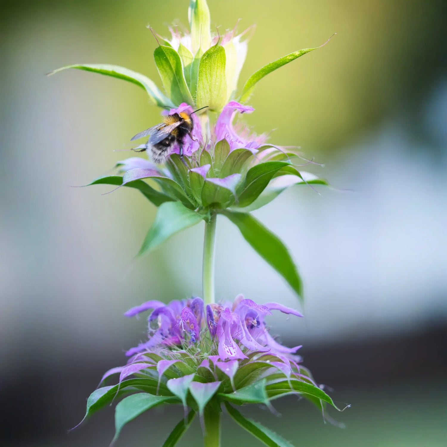 Bergamot 'Lemon' (Monarda citriodora)