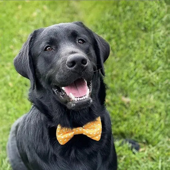 Llama Yellow Dog Bow Tie