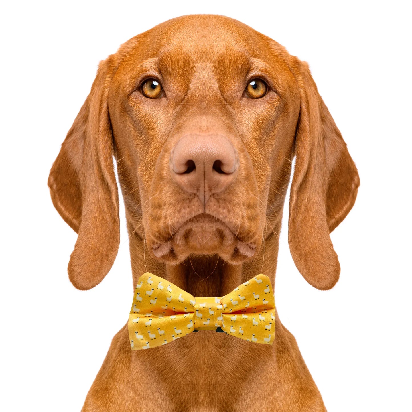Llama Yellow Dog Bow Tie