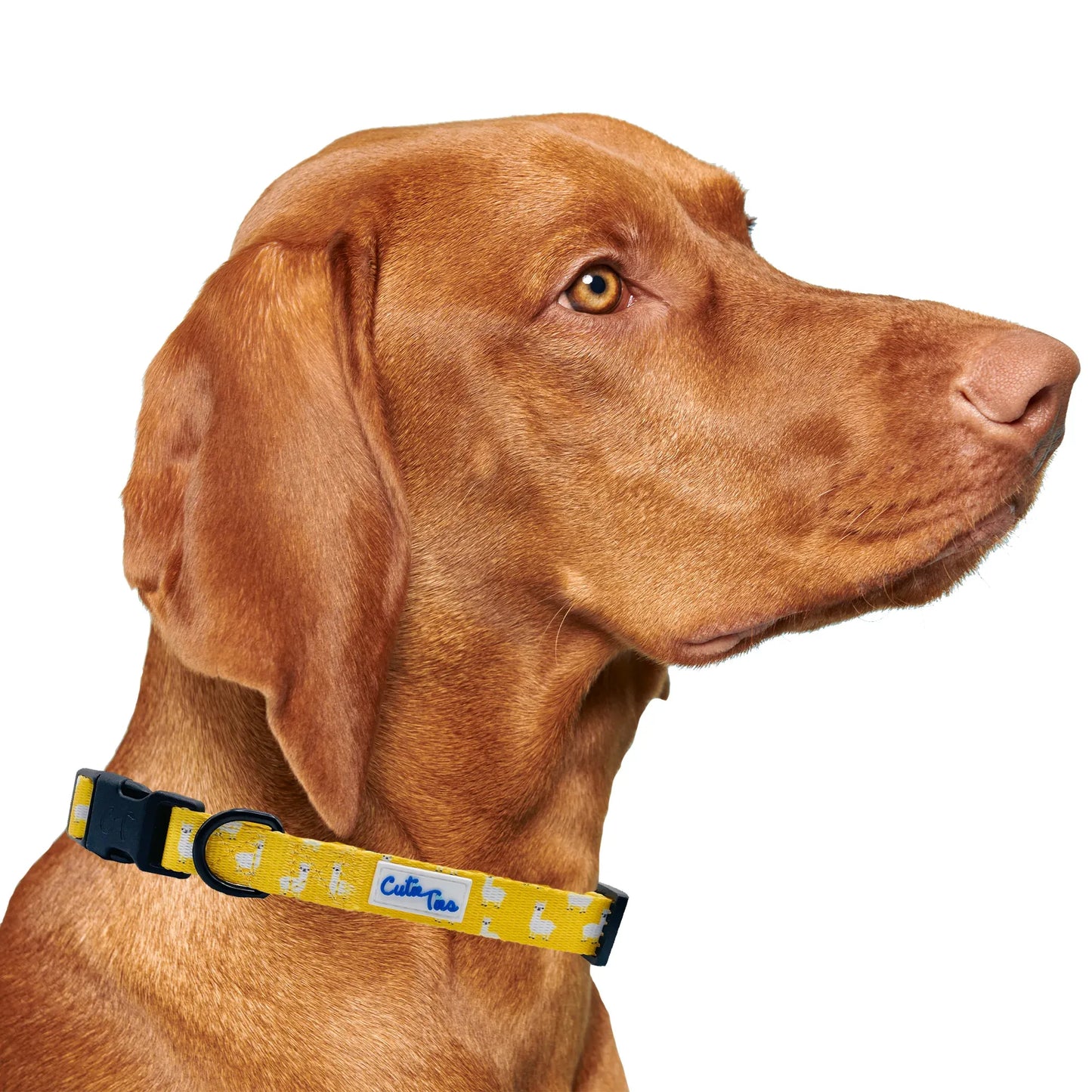 Llama Yellow Dog Collar