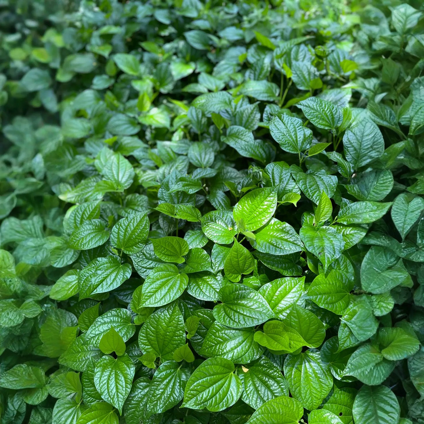 Lolot (Piper sarmentosum)