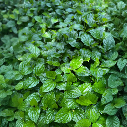 Lolot (Piper sarmentosum)
