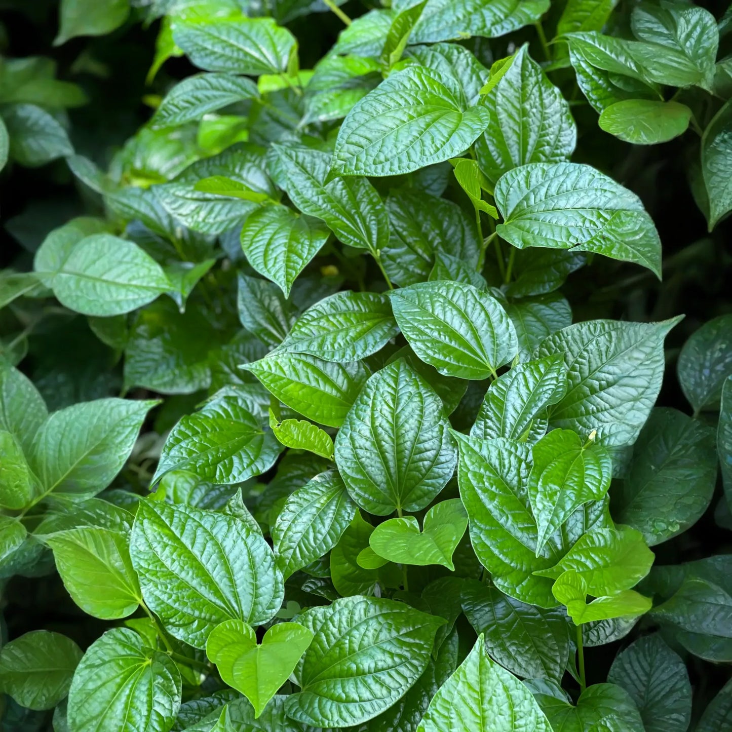 Lolot (Piper sarmentosum)