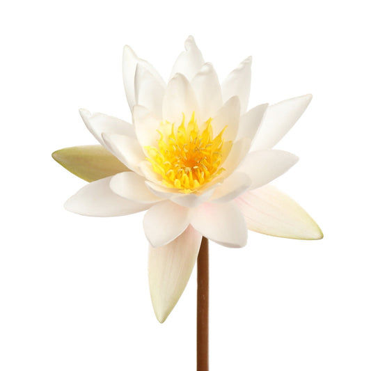 Lotus Flower Water