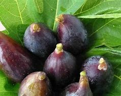 Fig, 'LSU Purple' (12-18 inch bare root plant)