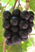 Muscadines, Black 'Noble' (Live Plant)