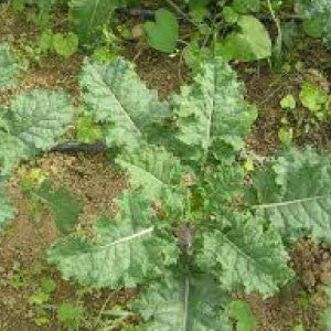 MUSTARD Seeds, Tendergreen