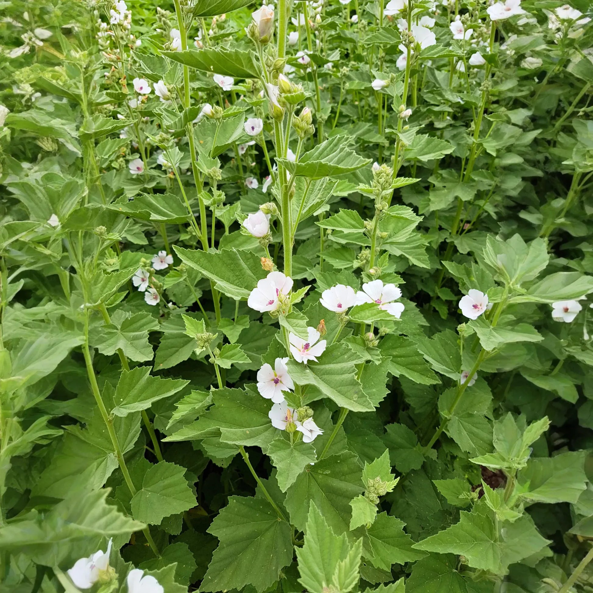 Marshmallow (Althaea officinalis)