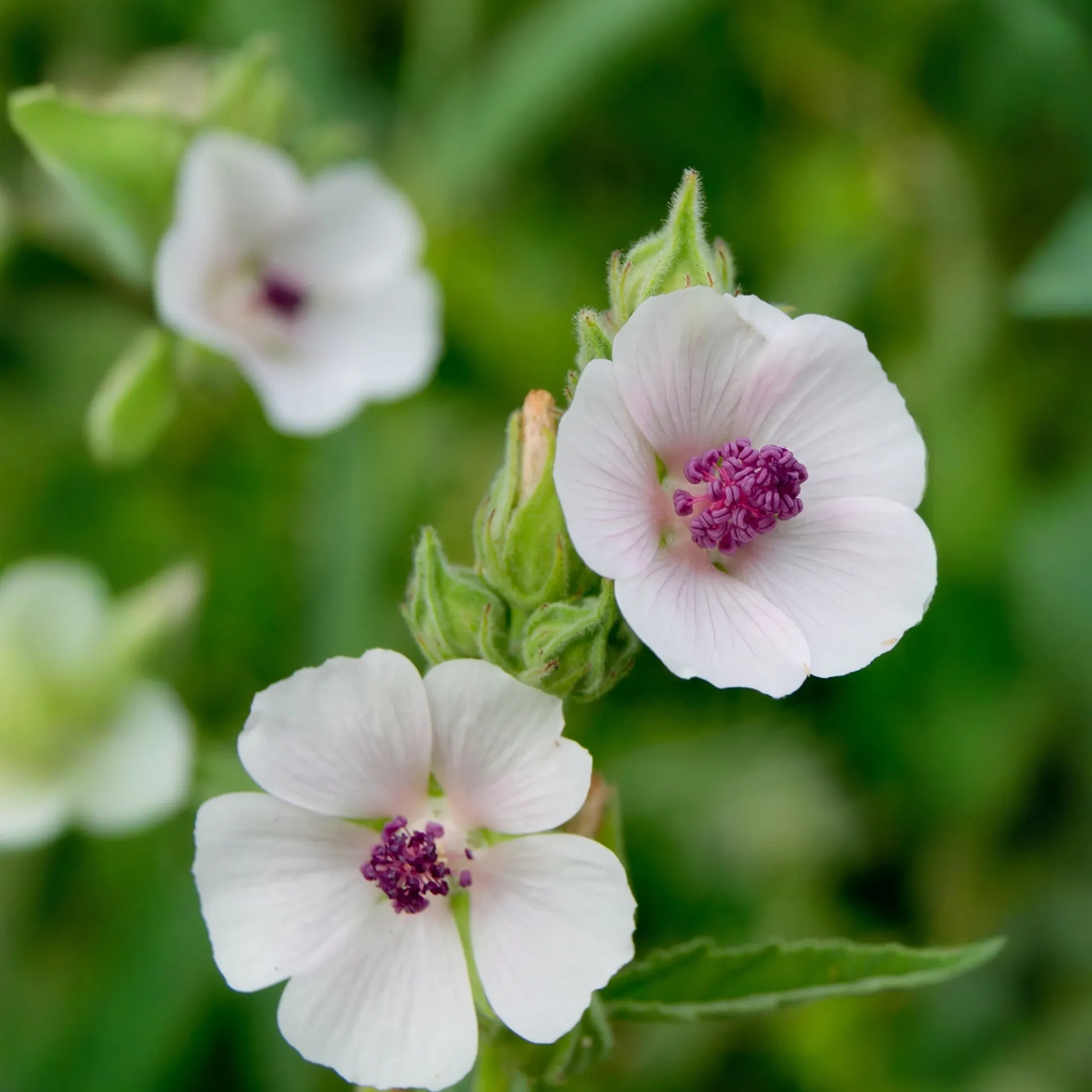Marshmallow (Althaea officinalis)