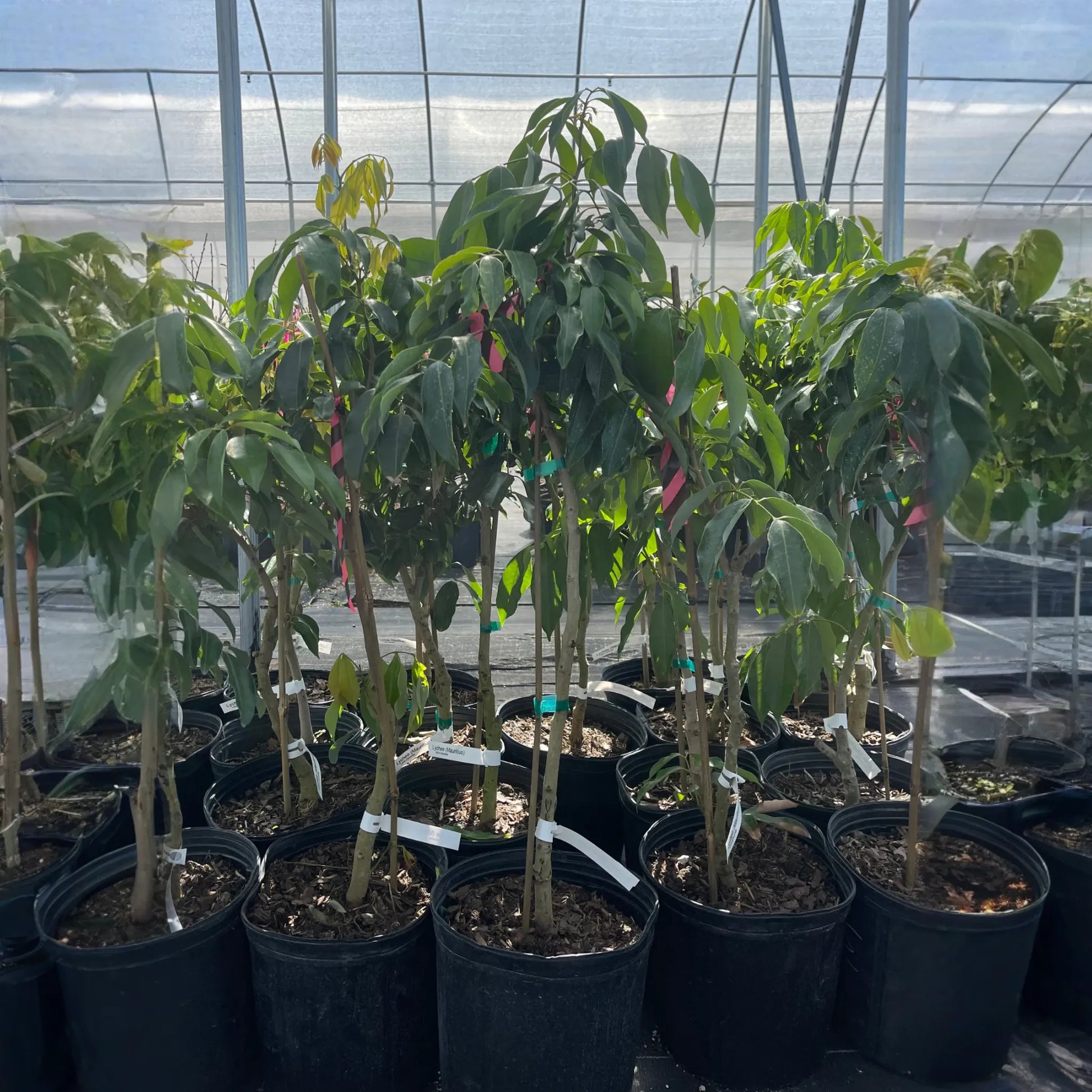Lychee 'Mauritius' (Litchi chinensis)