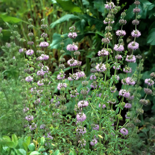 Pennyroyal (Mentha pulegium)