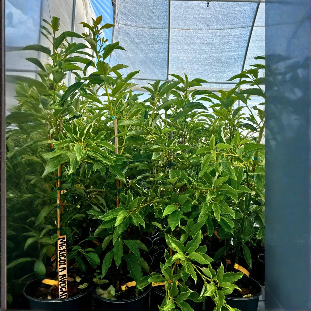 X-Large Nursery Pot