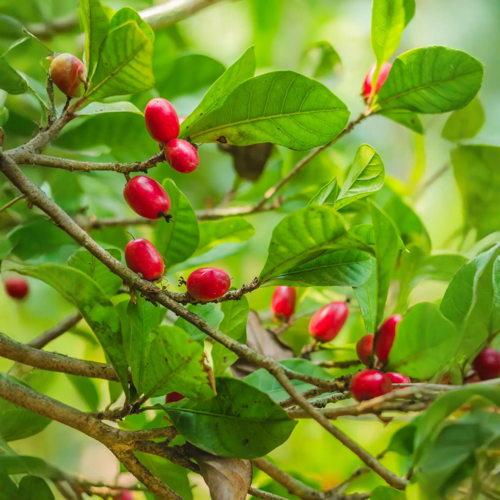 Miracle Fruit (Synsepalum dulcificum)