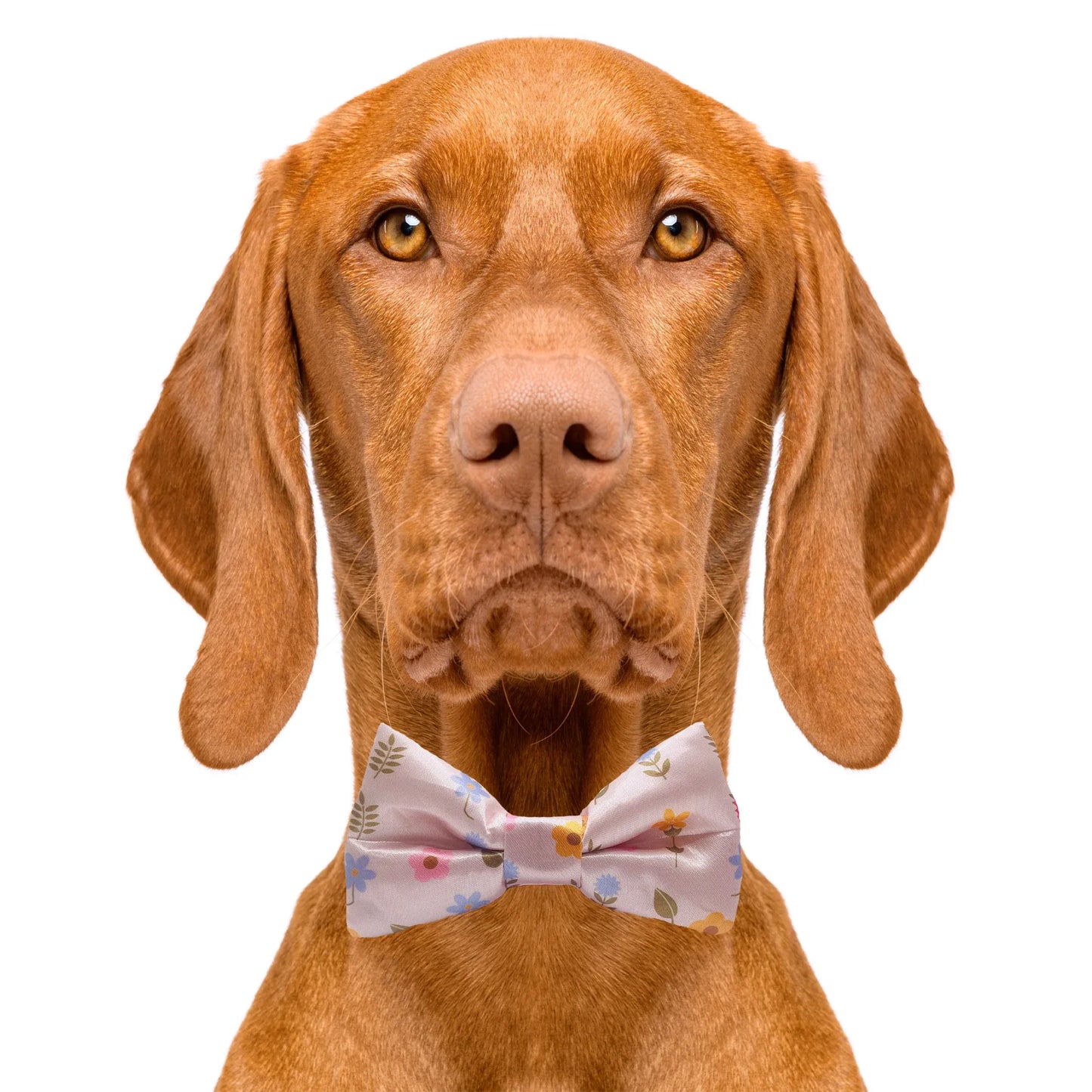 Modern Floral Flower Dog Bow Tie