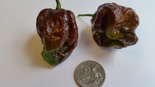 Moruga Scorpion Chocolate - Seeds