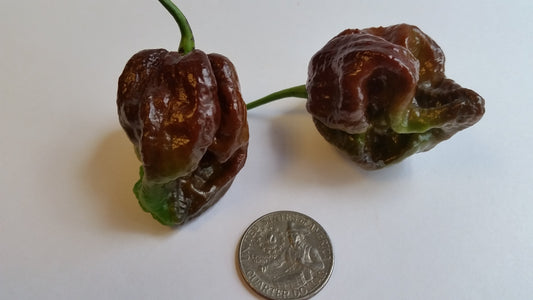 Moruga Scorpion Chocolate - Seeds