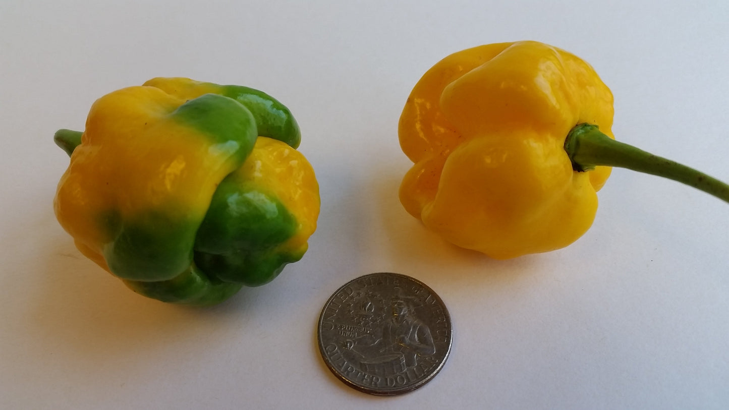 Moruga Scorpion Yellow - Seeds