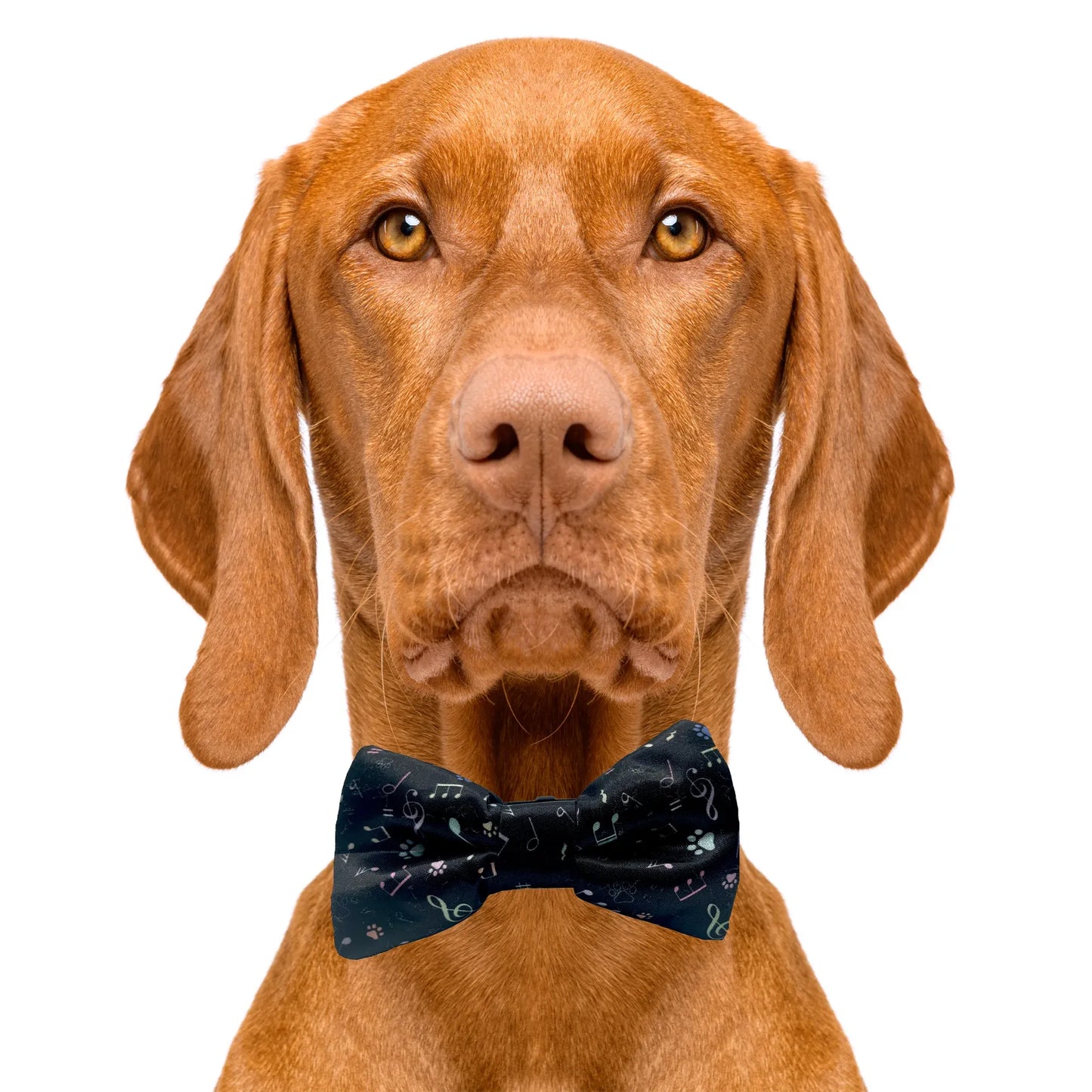 Music Notes Black Dog Bow Tie