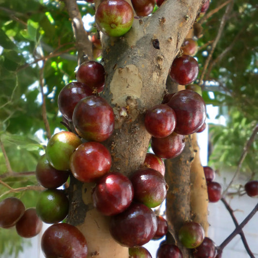 Jaboticaba, Red (Myrciaria Plinia cauliflora x aureana)