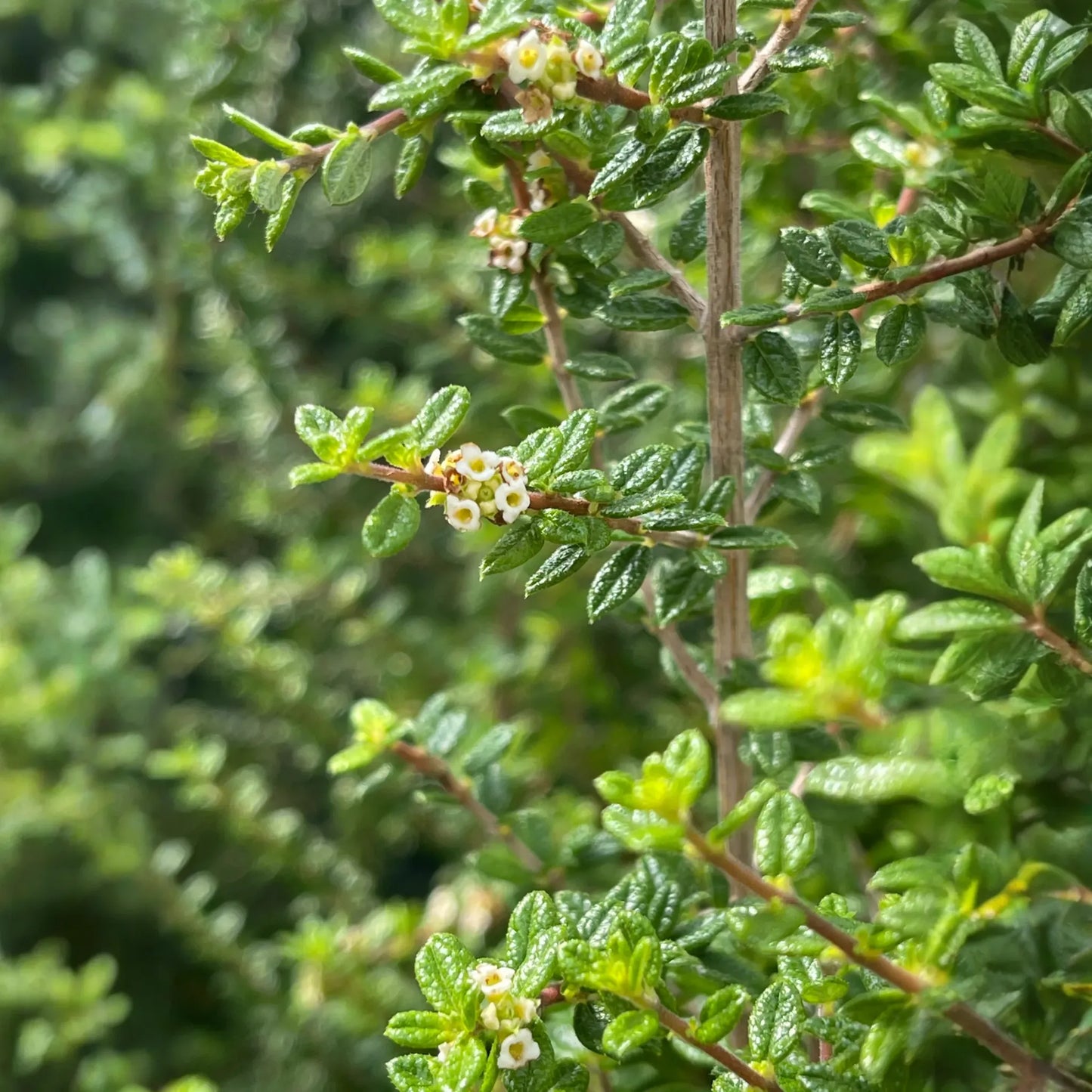 Moujean Tea, Bahama Berry (Nashia inaguensis)
