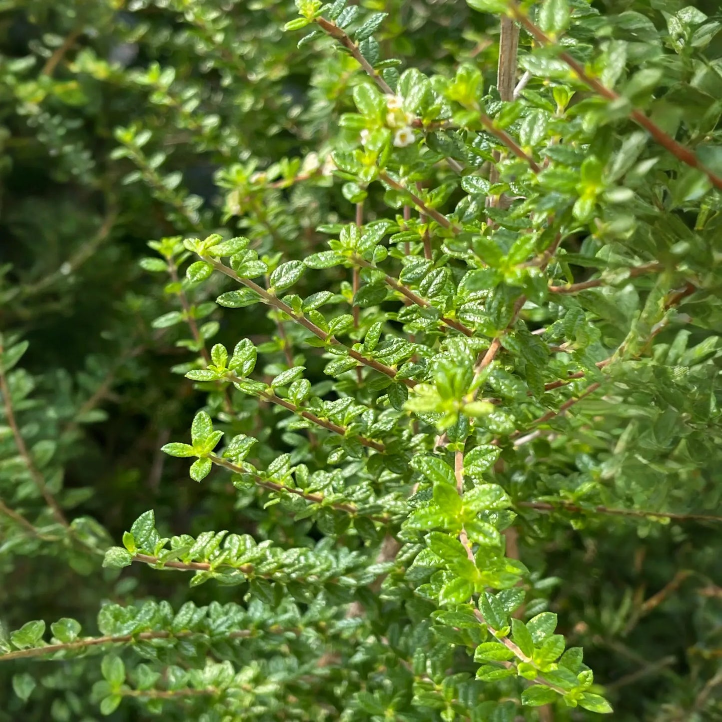Moujean Tea, Bahama Berry (Nashia inaguensis)