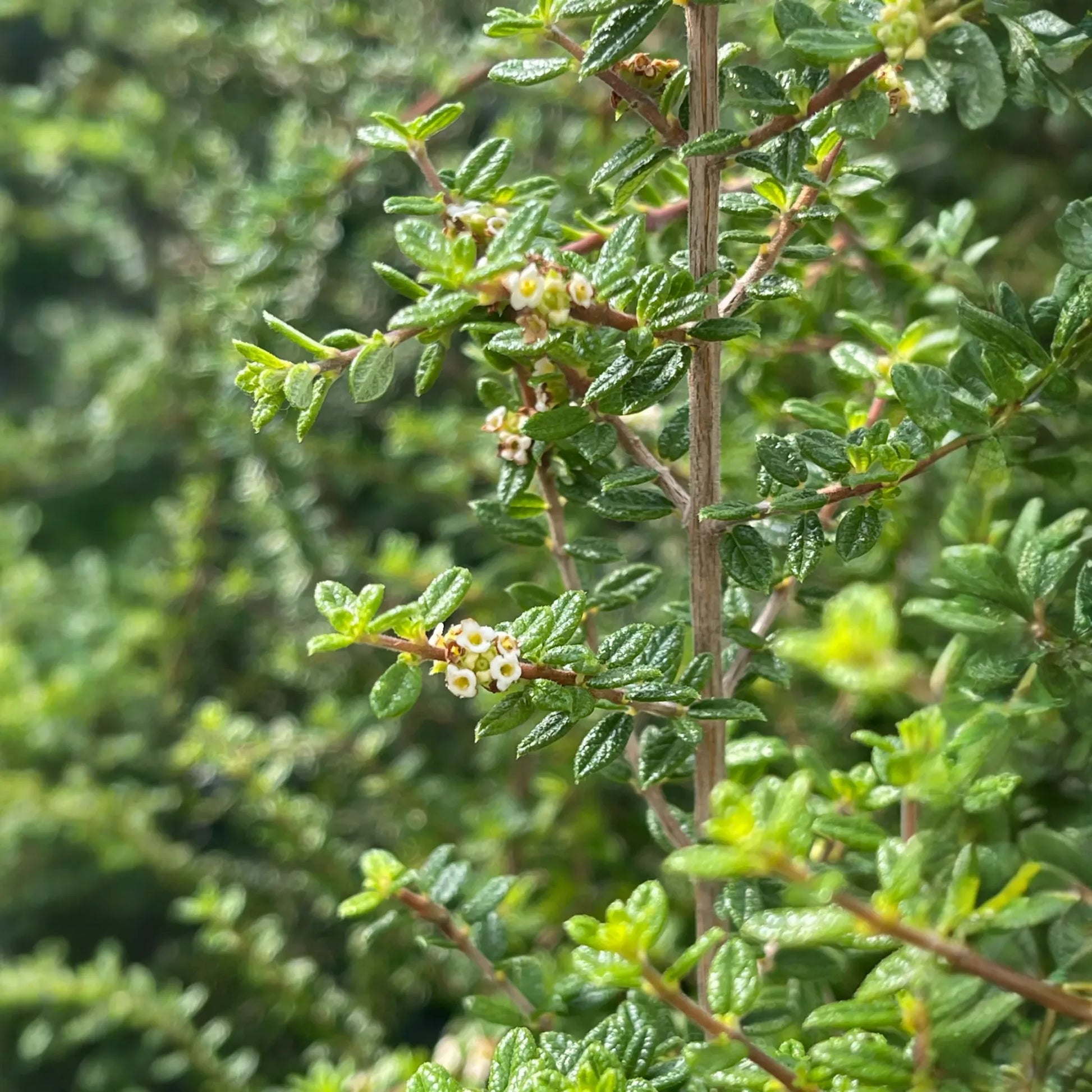 Moujean Tea, Bahama Berry (Nashia inaguensis)
