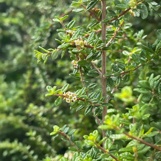 Moujean Tea, Bahama Berry (Nashia inaguensis)