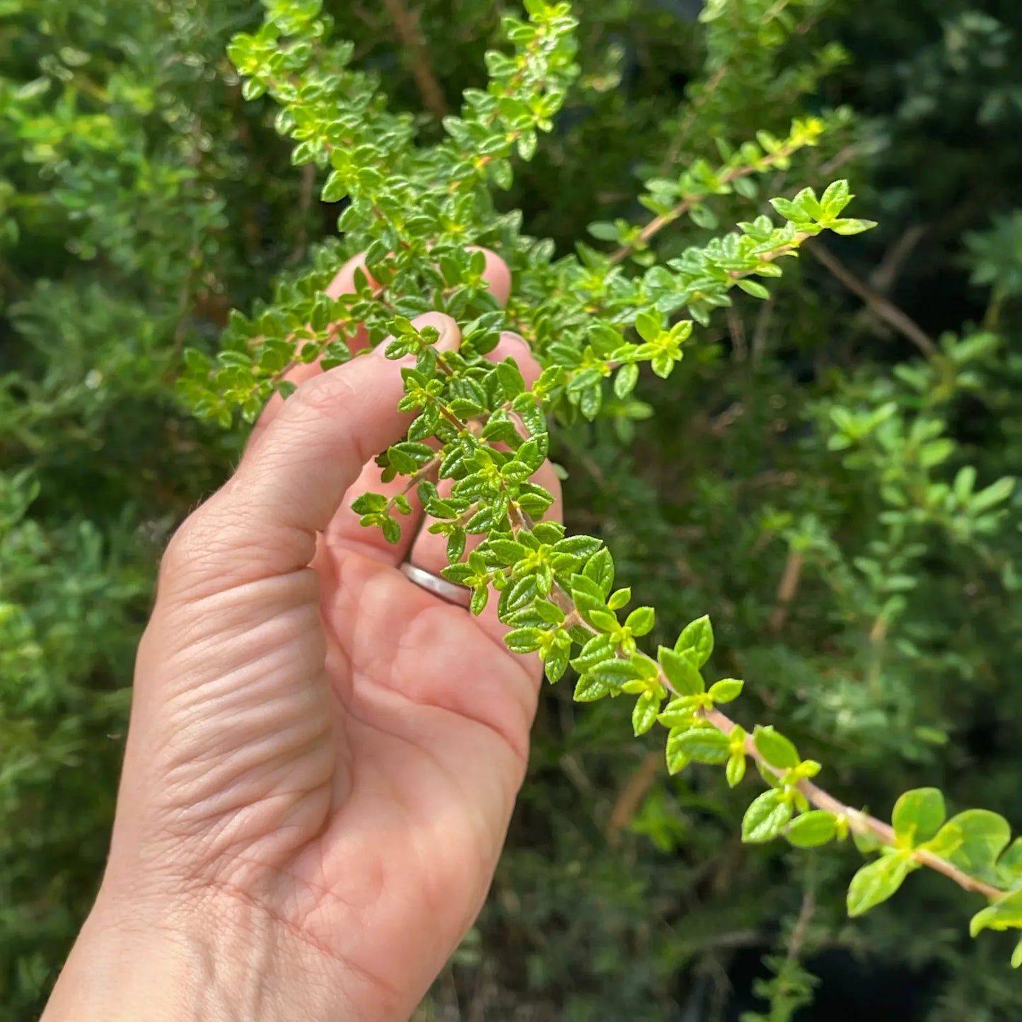 Moujean Tea, Bahama Berry (Nashia inaguensis)