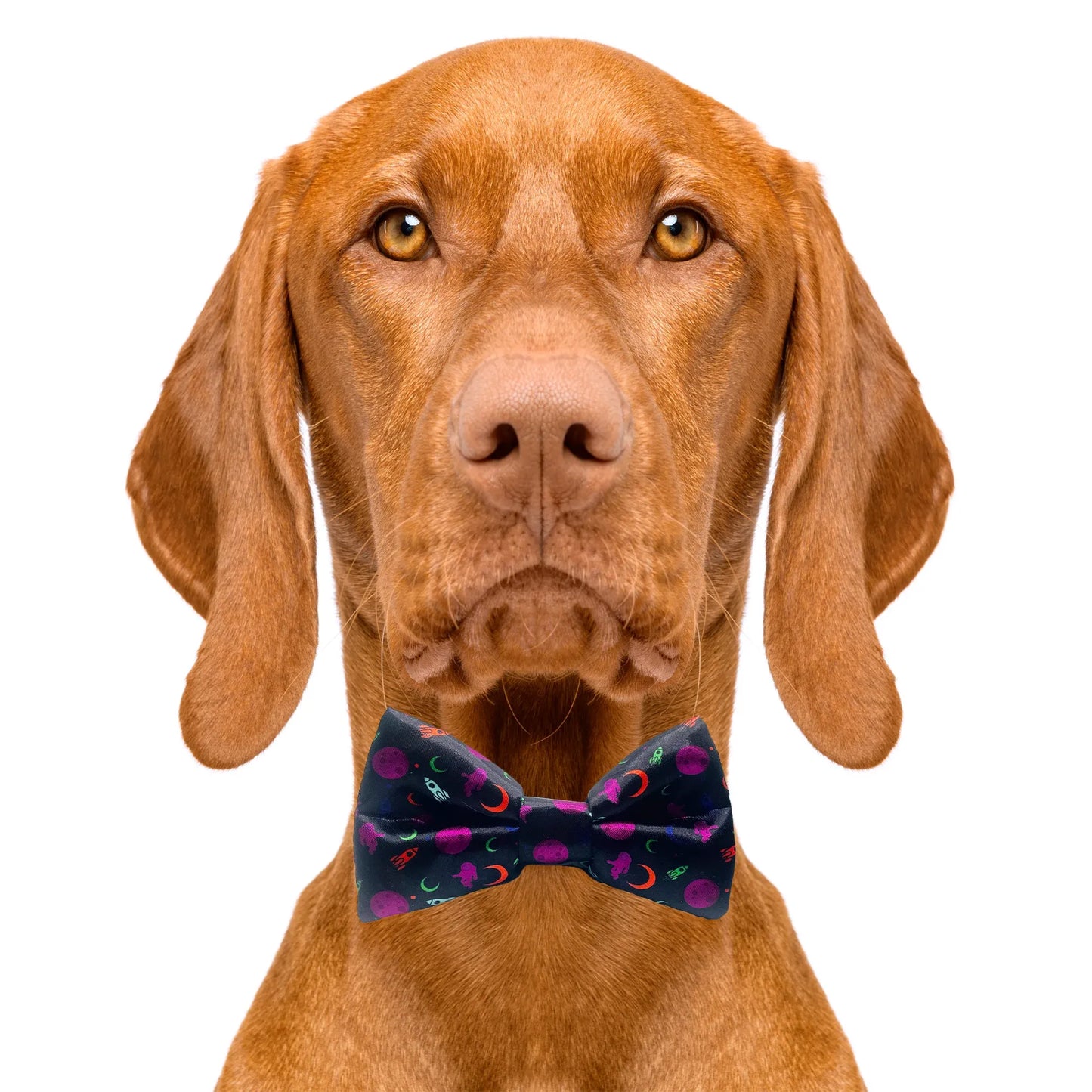 Neon Space Black Dog Bow Tie