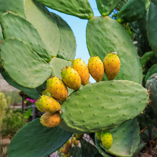 Nopales Cactus (Opuntia matudae)