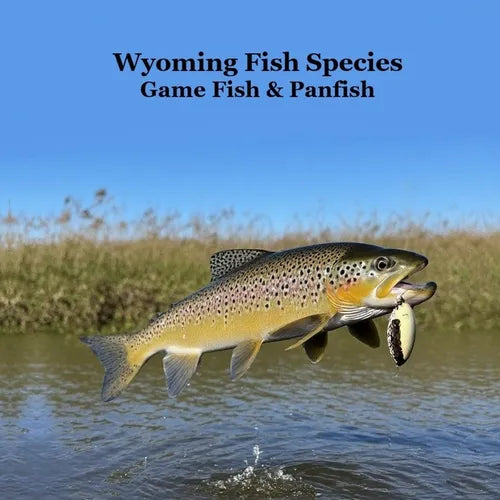 Wyoming Game Fish and Panfish Species Kids Book: Great Book About the Different Types of Fish in Wyoming