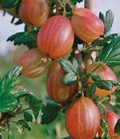 Gooseberry 'Tixia' / 'Rafzicta' (Live Plant)