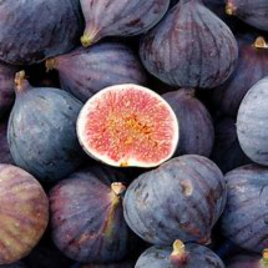 Fig, 'LSU Purple' (12-18 inch bare root plant)