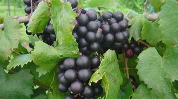 Muscadines 'Paulk' (Live Plant)