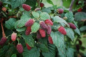 Tay Berry [Raspberry X Blackberry] (Live Plant)