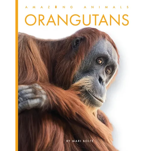Orangutans