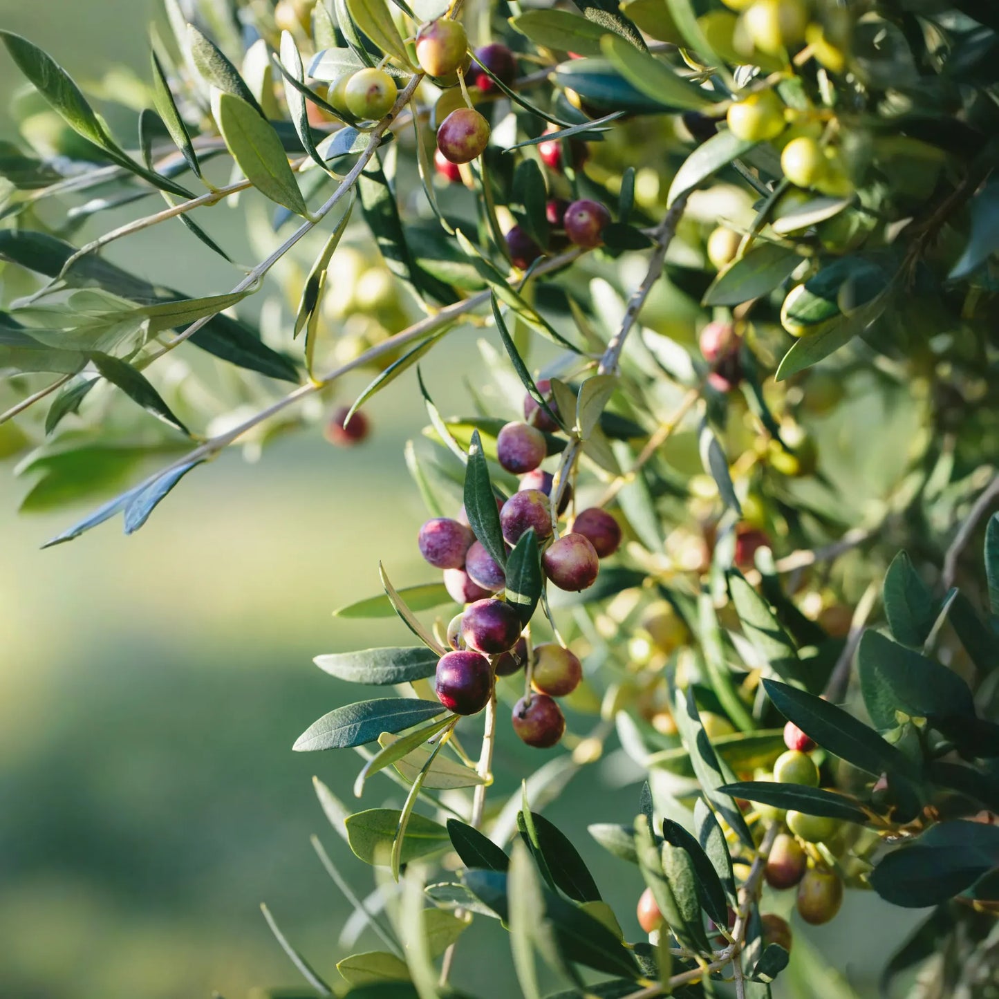 Olive 'Arbequina' (Olea europea)