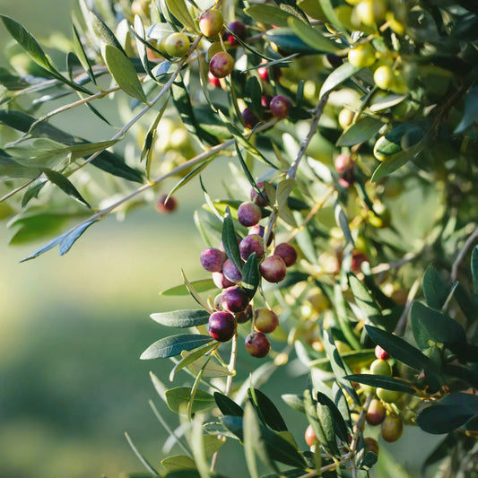 Olive 'Arbequina' (Olea europea)