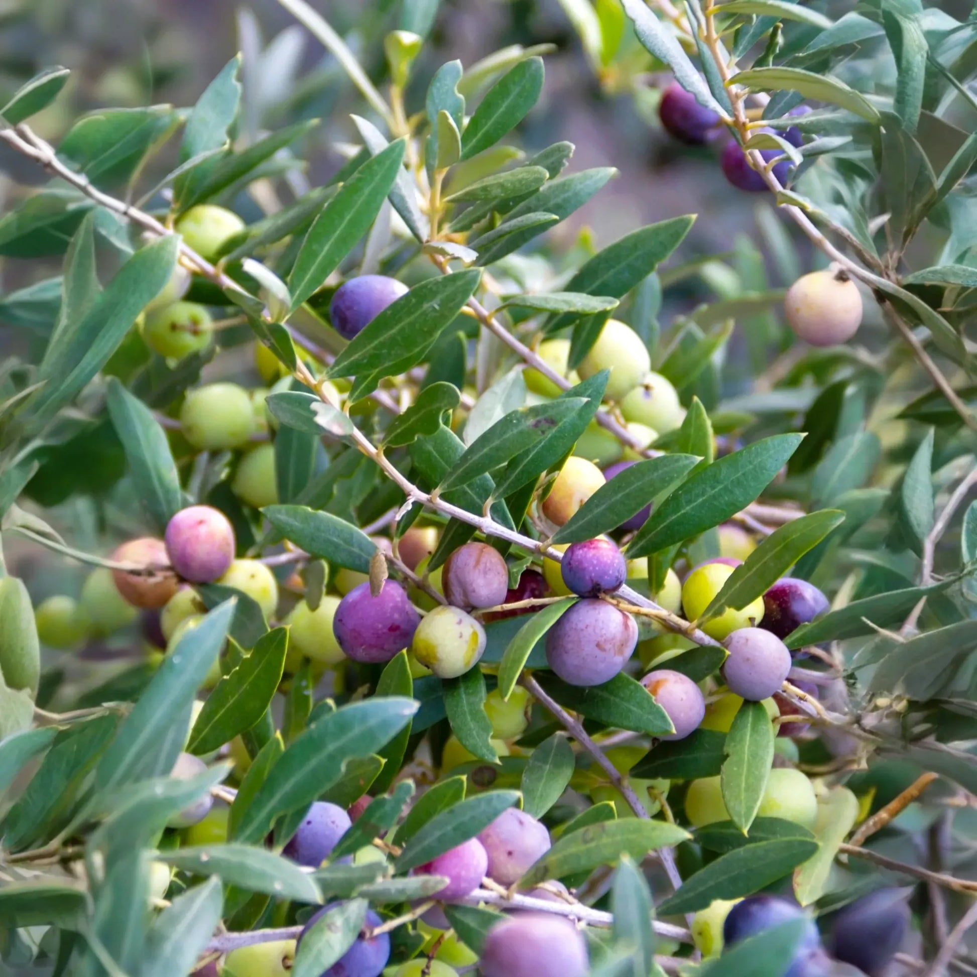 Olive 'Arbequina' (Olea europea)