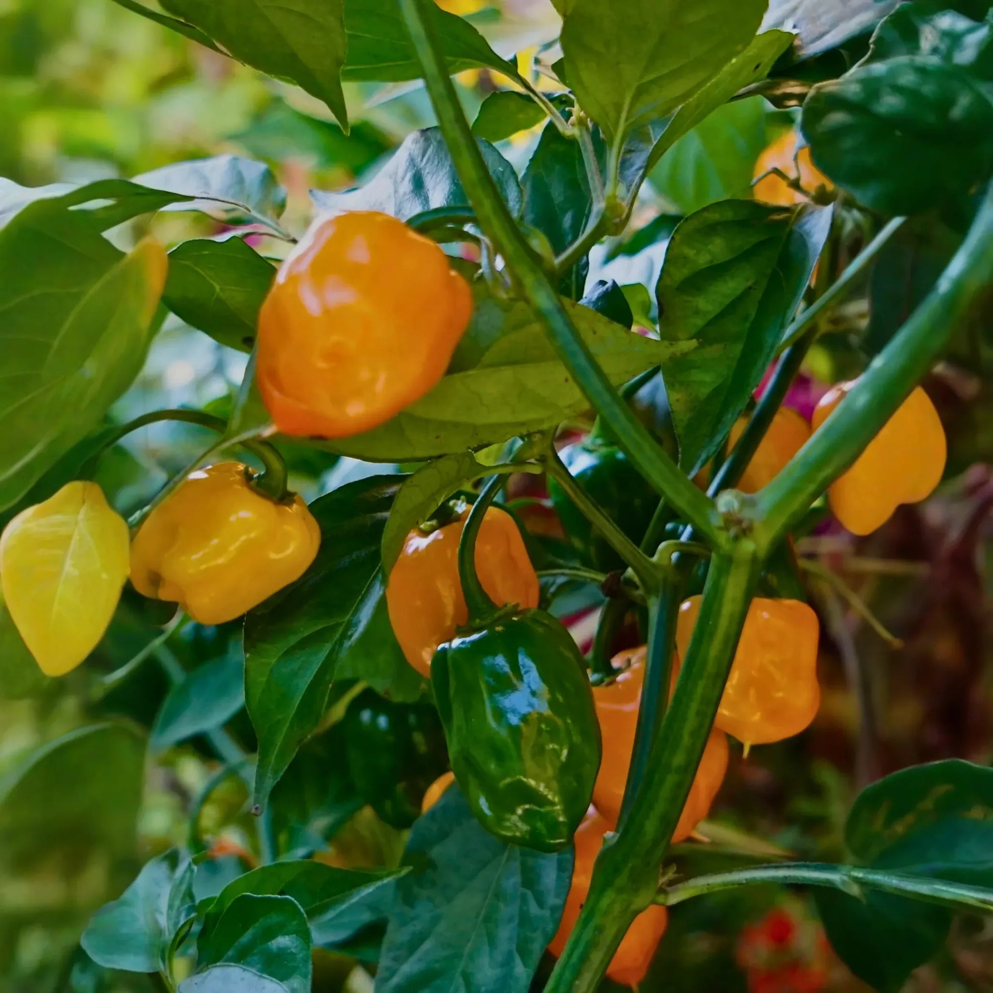 Orange Habanero Pepper (Capsicum chinense)