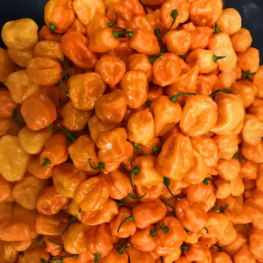 Orange Habanero Pepper (Capsicum chinense)