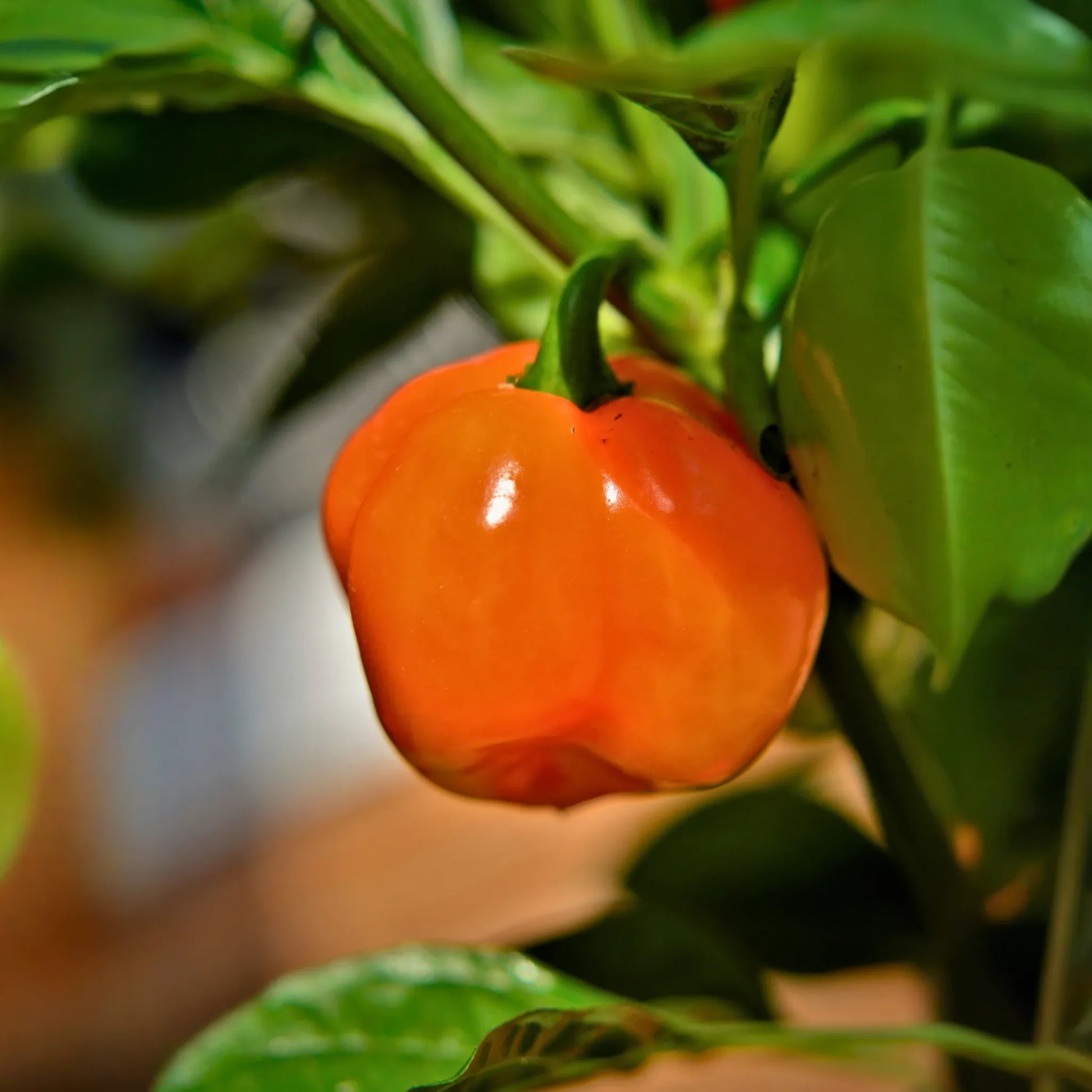 Orange Habanero Pepper (Capsicum chinense)