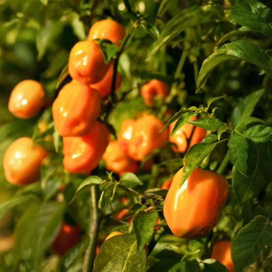 Orange Habanero Pepper (Capsicum chinense)