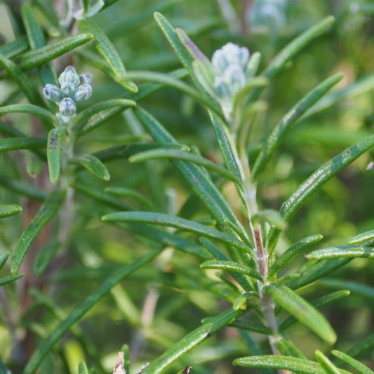 12 Organic Rosemary Cuttings 10” | Live Herb Plant Starter | Salvia Rosmarinus | Culinary, Medicinal, Aromatic, Easy to Grow