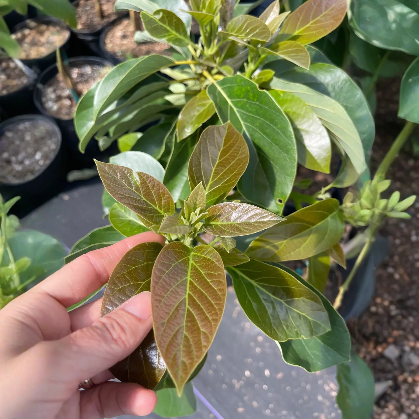 Avocado 'Oro Negro' (Persea americana)